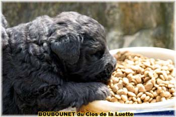 bouvier des flandres photo chiot - Elevage Clos Luette -  COPYRIGHT DEPOSE